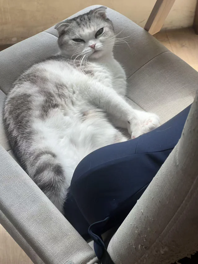 Cat Before